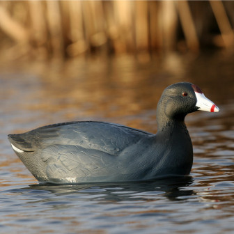 Avery GHG Over-Size Coot Decoys (Pk/6)