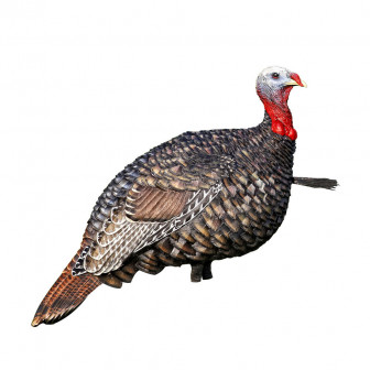 Avian-X LCD - Quarter-Strut Jake Turkey Decoy