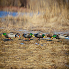 Avery GHG Pro-Grade Full Body Mallard/Feeder Decoys (Pk/6)